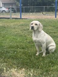 Found/Stray Male Dog last seen Solano Playlot in Richmond , Richmond, CA 94805
