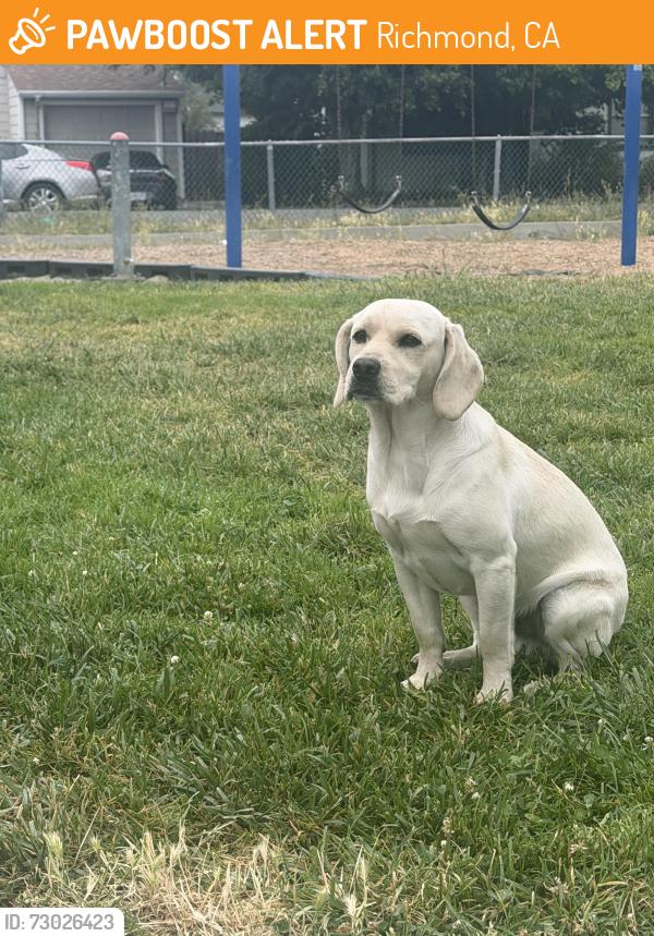 Found/Stray Male Dog last seen Solano Playlot in Richmond , Richmond, CA 94805