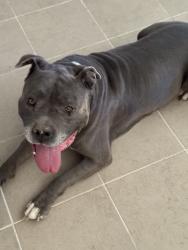 Found/Stray Male Dog last seen Water Street, Henderson, NV 89074