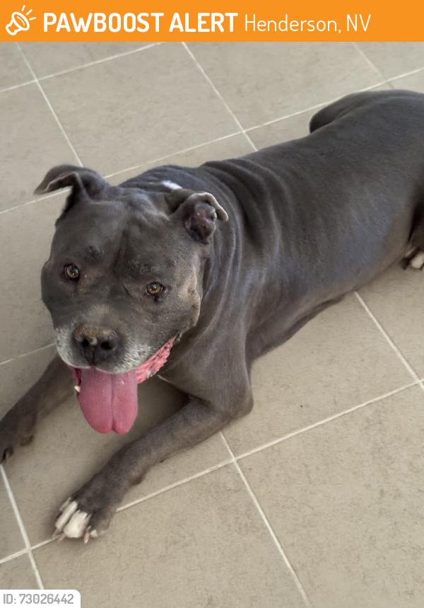 Found/Stray Male Dog last seen Water Street, Henderson, NV 89074