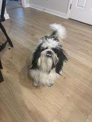 Found/Stray Male Dog last seen Emma Park, Buda, TX 78610