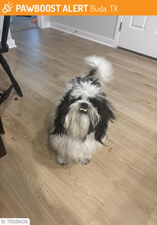 Found/Stray Male Dog last seen Emma Park, Buda, TX 78610