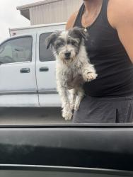 Found/Stray Male Dog last seen Alondra & wilmington, Compton, CA 90220