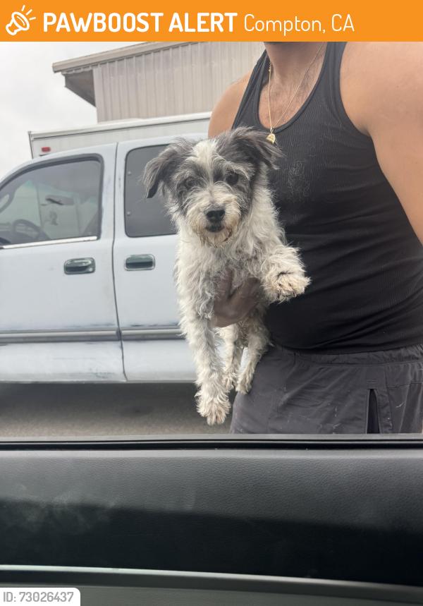 Found/Stray Male Dog last seen Alondra & wilmington, Compton, CA 90220