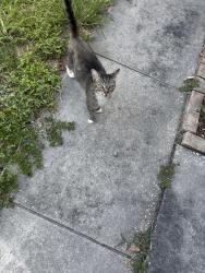 Found/Stray Female Cat last seen Picciola, Leesburg, FL 34748