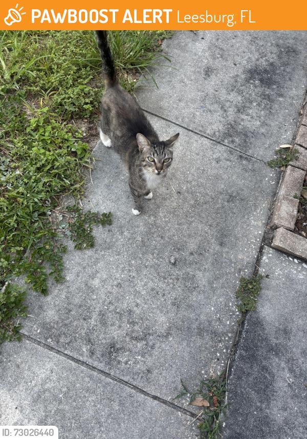 Found/Stray Female Cat last seen Picciola, Leesburg, FL 34748