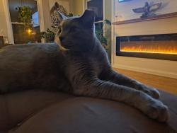 Lost Male Cat last seen Craig Drive and Crest (near Central Gwinnett High School, Lawrenceville Hwy), Lawrenceville, GA 30046
