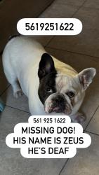 Lost Male Dog last seen Wallis and Marie drive, West Palm Beach, FL 33415