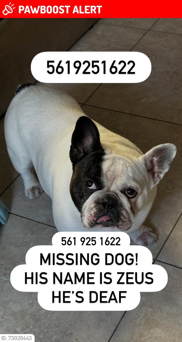 Lost Male Dog last seen Wallis and Marie drive, West Palm Beach, FL 33415