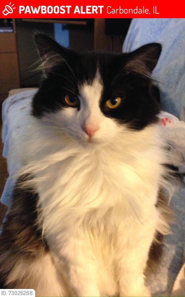 Lost Male Cat last seen WildWood Mobile Home Park, Carbondale, IL 62902