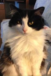 Lost Male Cat last seen WildWood Mobile Home Park, Carbondale, IL 62902