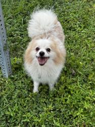 Reunited Male Dog last seen Marathon Gas Station on S Dixie & 6th Ave Lake worth, Lake Worth Beach, FL 33460