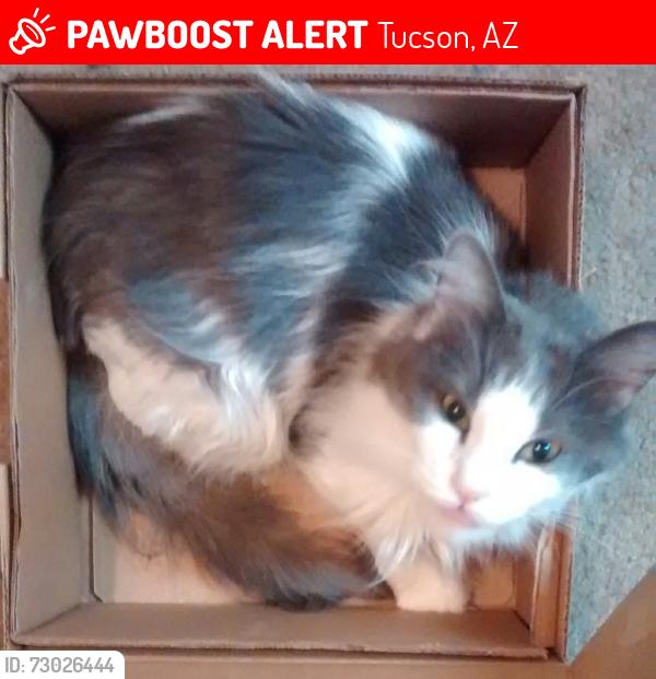 Lost Male Cat last seen E. Domenic lane and Sky Castle, Tucson, AZ 85730