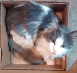 Lost Male Cat last seen E. Domenic lane and Sky Castle, Tucson, AZ 85730