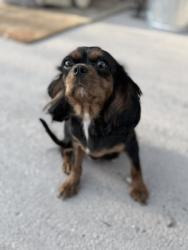 Lost Female Dog last seen Near Triton Central Schools, Shelby County, IN 46126