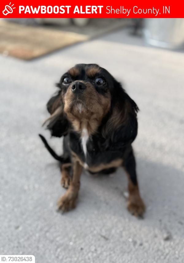 Lost Female Dog last seen Near Triton Central Schools, Shelby County, IN 46126