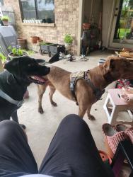 Found/Stray Female Dog last seen Kelvin Ave and Vega, Fort Worth, TX 76133