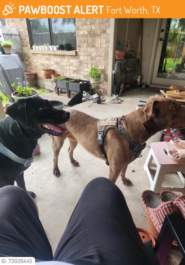 Found/Stray Female Dog last seen Kelvin Ave and Vega, Fort Worth, TX 76133