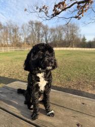 Lost Male Dog last seen Dequindre & Clinton River Trail , Rochester Hills, MI 48307