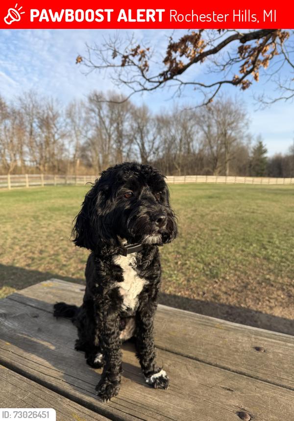 Lost Male Dog last seen Dequindre & Clinton River Trail , Rochester Hills, MI 48307