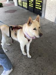 Lost Male Dog last seen Washing and nellis, Las Vegas, NV 89110