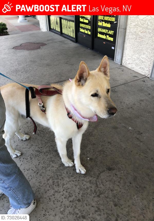 Lost Male Dog last seen Washing and nellis, Las Vegas, NV 89110