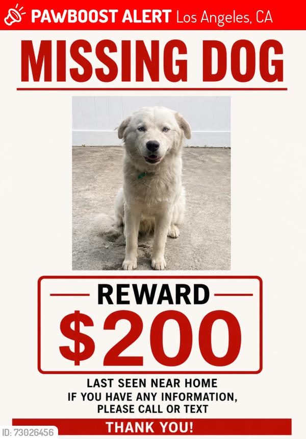 Lost Male Dog last seen Ted Watkins memorial park, Los Angeles, CA 90002