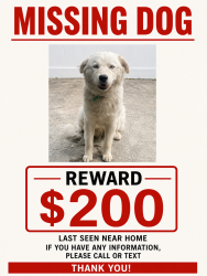 Lost Male Dog last seen Ted Watkins memorial park, Los Angeles, CA 90002