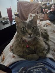Reunited Female Cat last seen Ross St, Yorktown, VA 23692