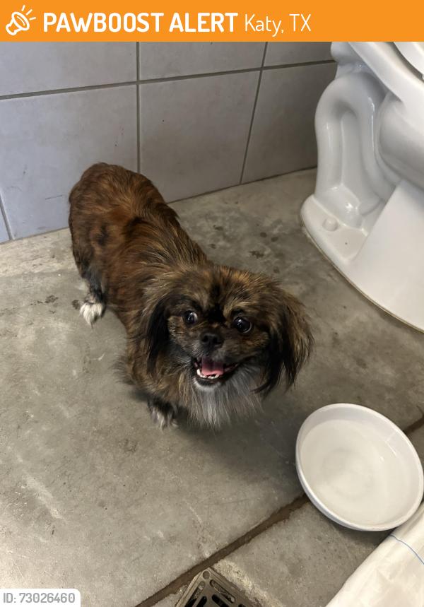 Found/Stray Male Dog last seen I10 feeder, Katy, TX 77494