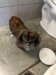 Found/Stray Male Dog last seen I10 feeder, Katy, TX 77494