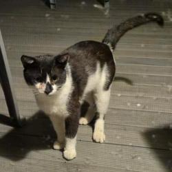 Found/Stray Unknown Cat last seen Found at 5 Heritage Lane, near Corriere Road, Penn's Grant Drive, Easton, PA 18045