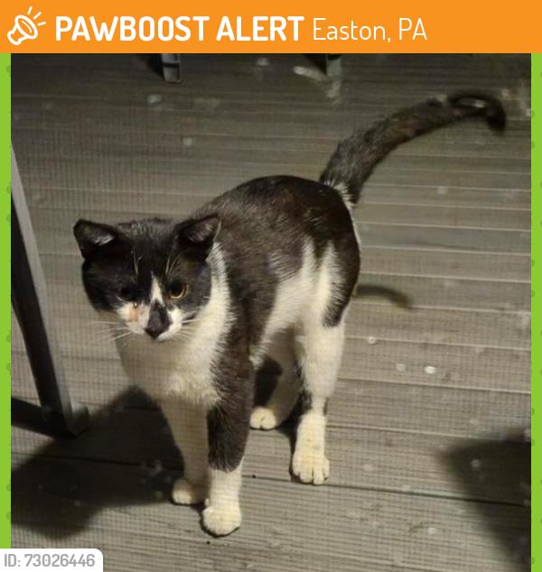 Found/Stray Unknown Cat last seen Found at 5 Heritage Lane, near Corriere Road, Penn's Grant Drive, Easton, PA 18045