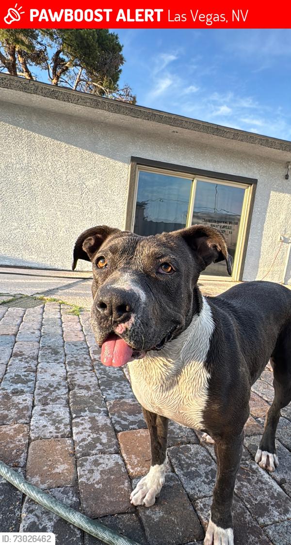 Lost Female Dog last seen Washington, Las Vegas, NV 89110