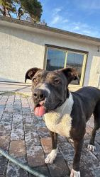Lost Female Dog last seen Washington, Las Vegas, NV 89110