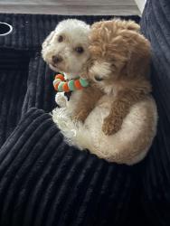 Reunited Male Dog last seen raptor rd, Moreno Valley, CA 92553