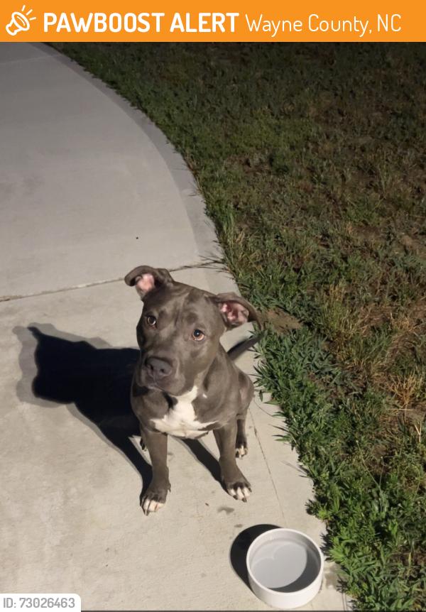 Found/Stray Female Dog last seen Off Hwy 222, Near Eureka, Fremont, Statonsburg, Wayne County, NC 27883