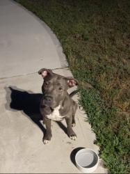 Found/Stray Female Dog last seen Off Hwy 222, Near Eureka, Fremont, Statonsburg, Wayne County, NC 27883