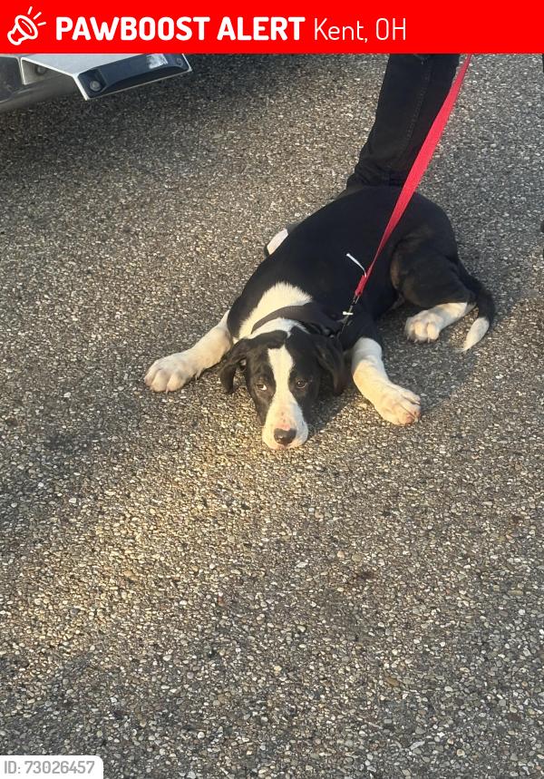 Lost Male Dog last seen Near Dean Ct, Kent, OH 44240
