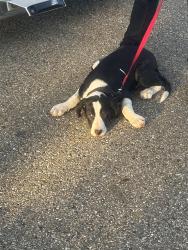 Lost Male Dog last seen Near Dean Ct, Kent, OH 44240