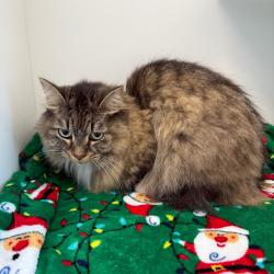 Shelter Stray Female Cat last seen , 8020 Washington St, Port Richey, FL 34668, USA