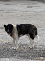Found/Stray Male Dog last seen Near S Lancaster Rd, Dallas, TX  75032, Dallas, TX 75216