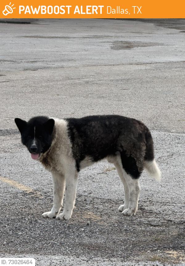 Found/Stray Male Dog last seen Near S Lancaster Rd, Dallas, TX  75032, Dallas, TX 75216