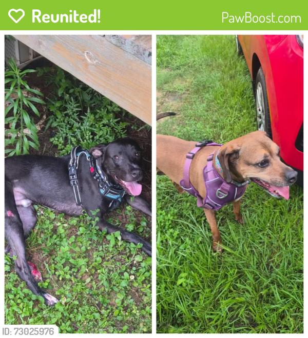 Reunited Unknown Dog last seen Jack Williams and Dove, Wilmer, AL 36587