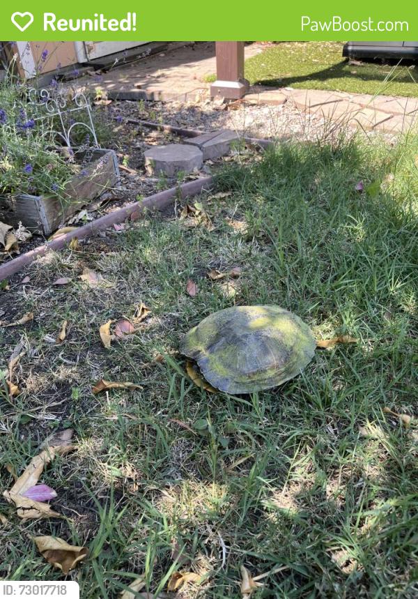 Reunited Unknown Reptile last seen Park Arcadia and Branham Lane, San Jose, San Jose, CA 95136