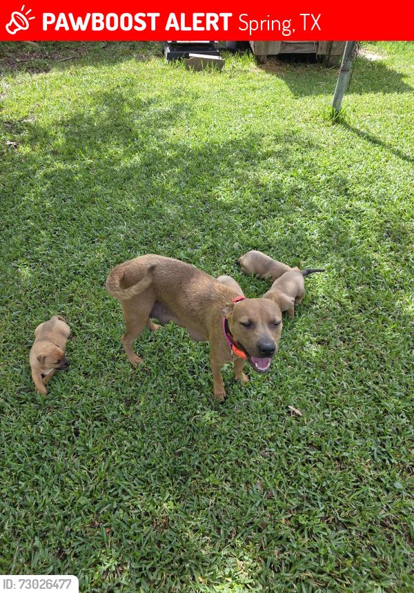 Lost Female Dog last seen Near tophill drive, Spring, TX 77388