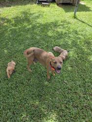 Lost Female Dog last seen Near tophill drive, Spring, TX 77388