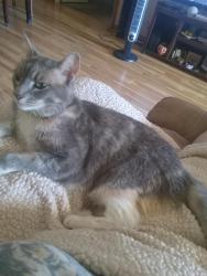 Lost Female Cat last seen San Felipe and The Villages Parkway, San Jose, CA 95135