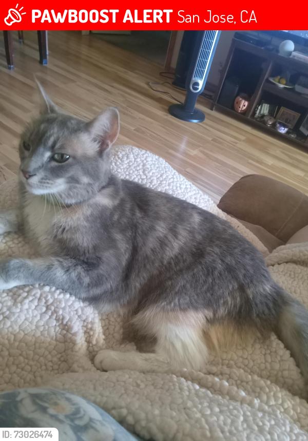 Lost Female Cat last seen San Felipe and The Villages Parkway, San Jose, CA 95135