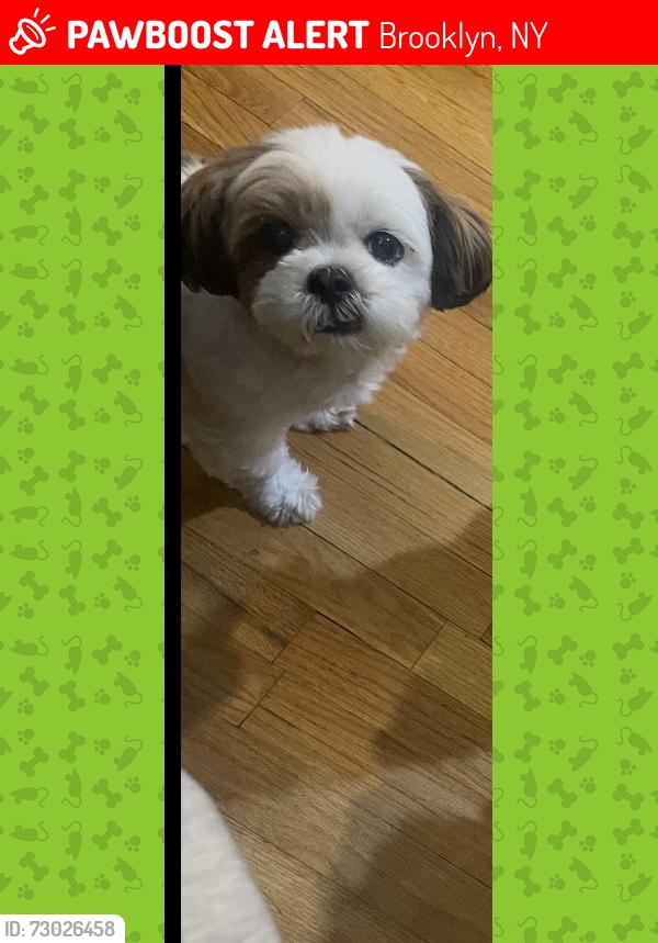 Lost Female Dog last seen Near West St Brooklyn, NY  11223 United States, Brooklyn, NY 11223